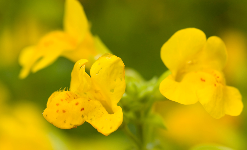 mimulus carodejka skvrnita